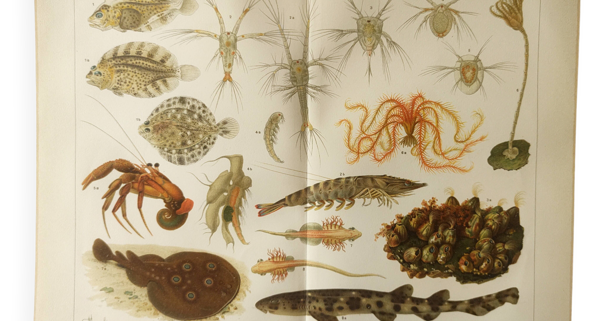 Lithographie ancienne 1909 - Animaux et évolution - planche zoologique ...
