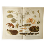 Lithographie ancienne 1909 - Animaux et évolution - planche zoologique