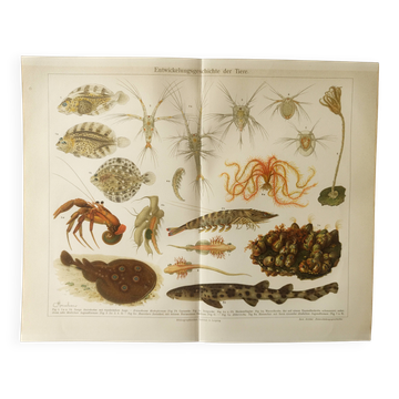 Antique lithograph 1909 - Animals and evolution - zoological plate