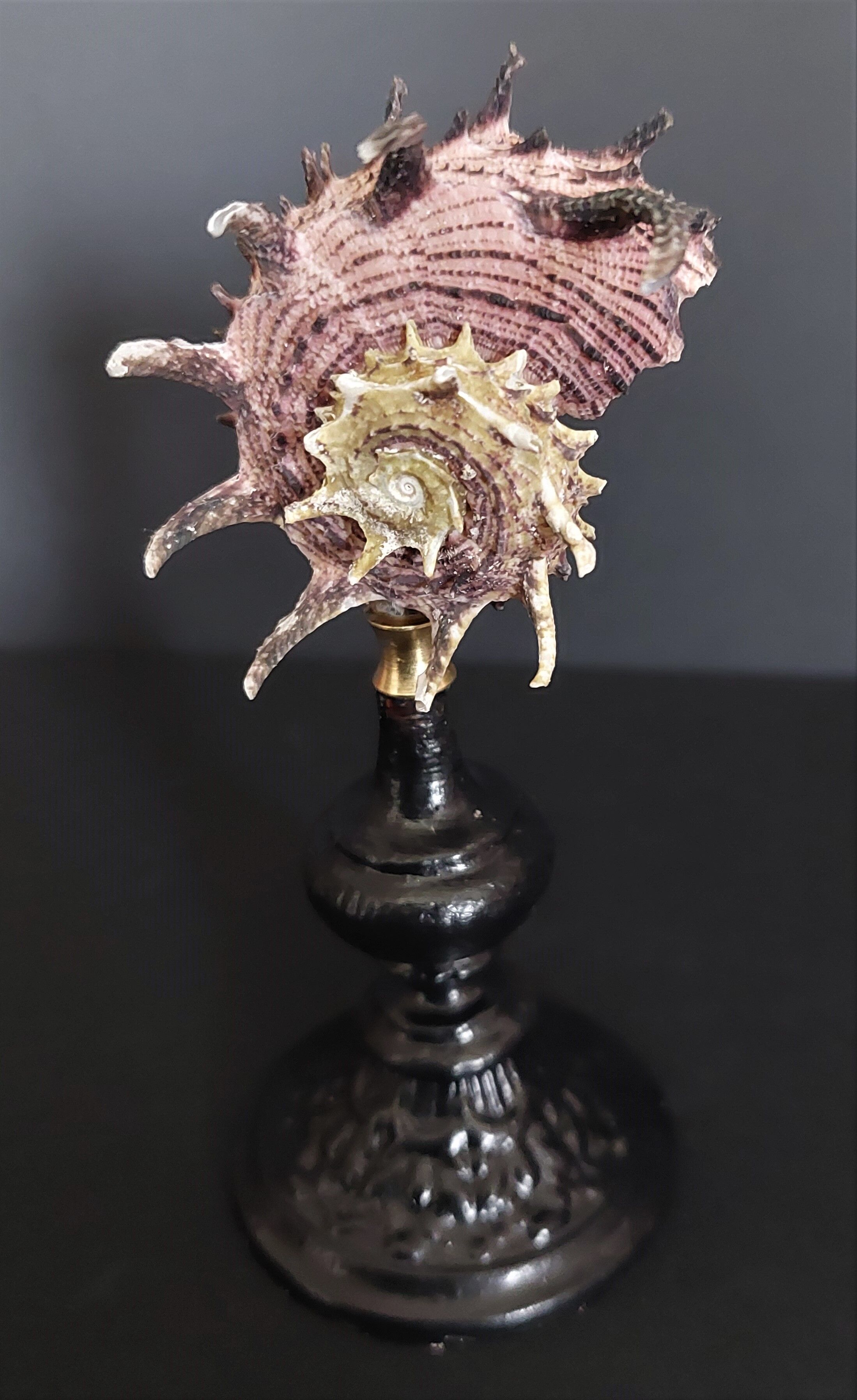 Cabinet of Curiosities shell angaria imperialis on base