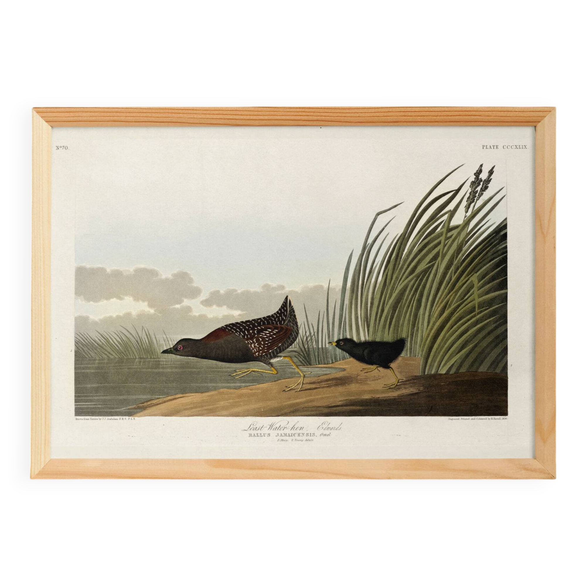 Poster about the Jamaican Rail, after an old engraving from 1827.