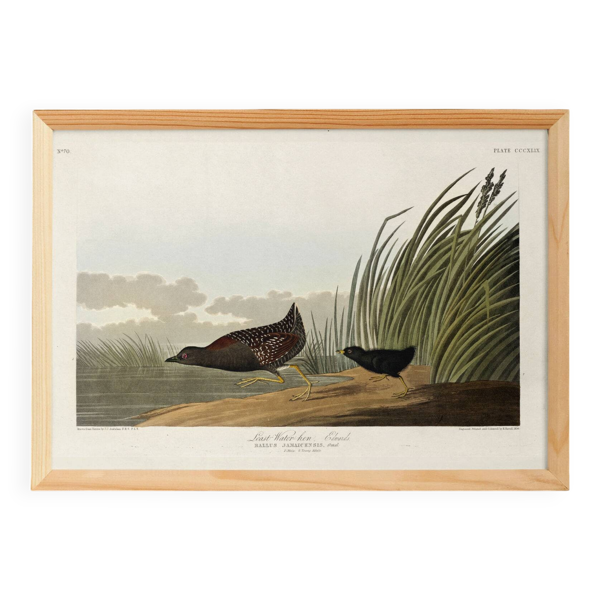 Affiche sur la Râle de la Jamaïque, d’après une gravure ancienne de 1827.