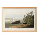 Poster about the Jamaican Rail, after an old engraving from 1827.