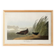 Affiche sur la Râle de la Jamaïque, d’après une gravure ancienne de 1827.