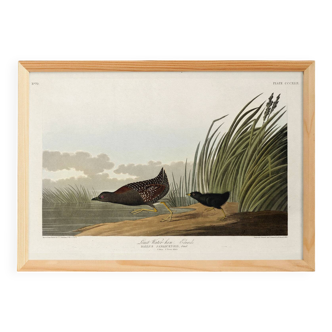 Poster about the Jamaican Rail, after an old engraving from 1827.