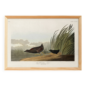 Affiche sur la Râle de la Jamaïque, d’après une gravure ancienne de 1827.