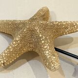 Old natural starfish on wooden base cabinet of curiosities shell