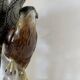 Birds couple of falcons Karl Ens
