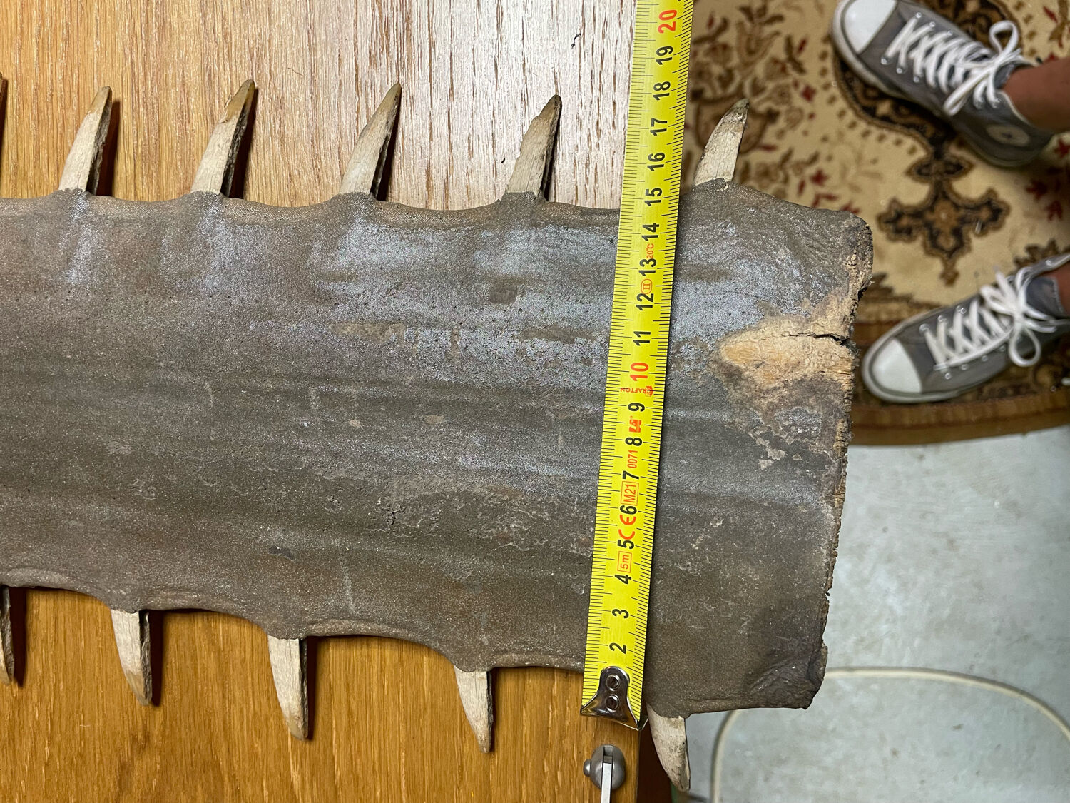Old sawfish rostrum