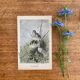 Old bird engraving - Giacomelli and Huyot - LE ROITELET