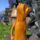 Retro Dog Pitcher/Carafe