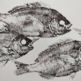 Framed art print, "Print of a school of sea bream" (gyotaku)