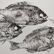 Framed art print, "Print of a school of bream" (gyotaku)