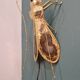 Table lamp "Insect" Henri Fernandez 1970