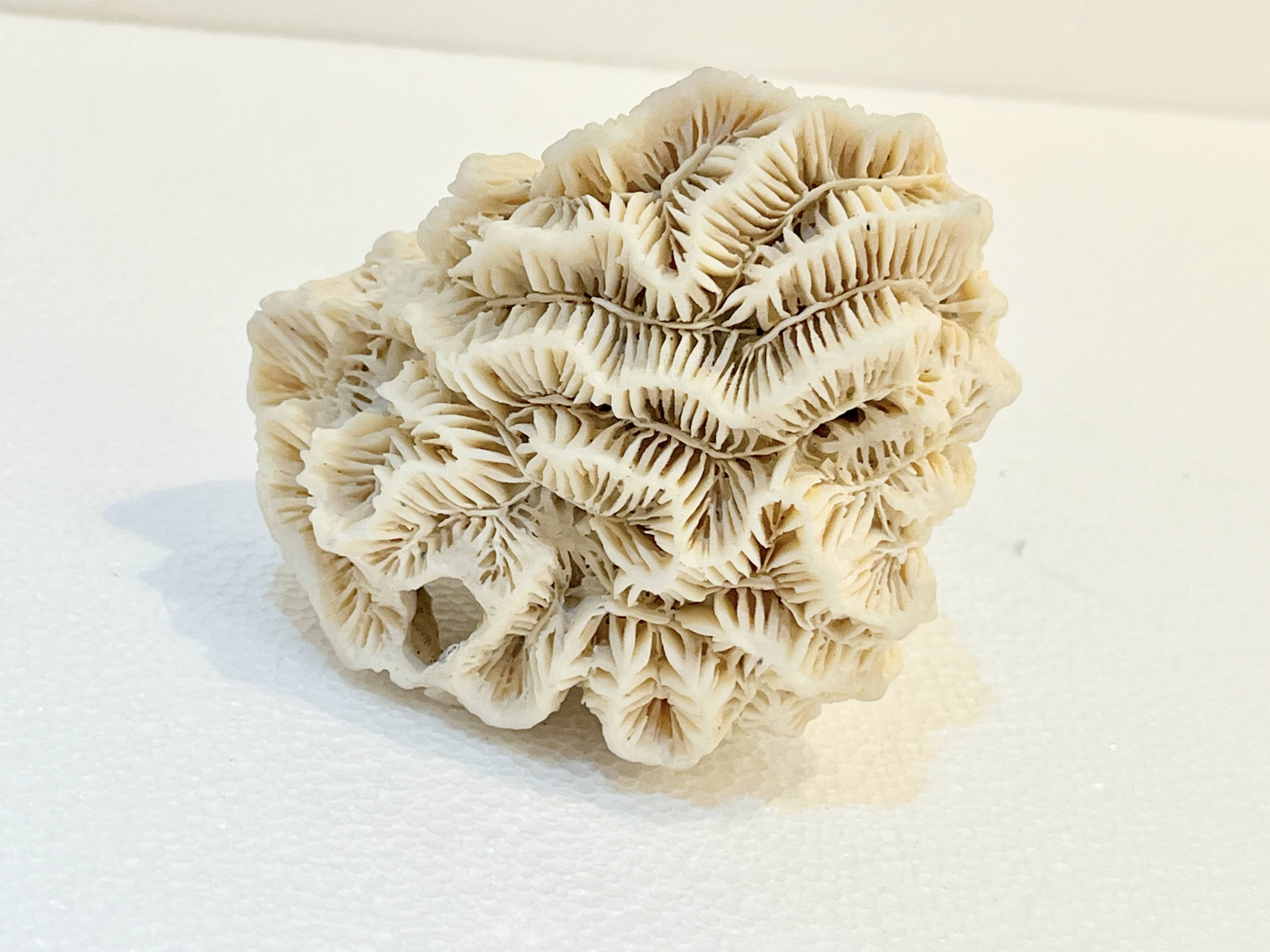 Antique natural white fossil coral on wooden base cabinet of curiosities