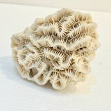 Antique natural white fossil coral on wooden base cabinet of curiosities
