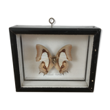 Butterfly naturalized under frame