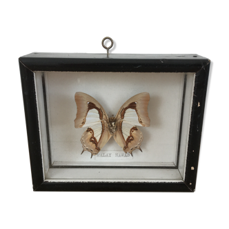 Butterfly naturalized under frame