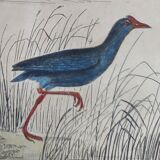 Original ornithological plate " Marouette - Caurale - &c... Buffon (1837)