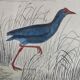 Original ornithological plate " Marouette - Caurale - &c... Buffon (1837)