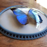 Papillon morpho naturalisé encadré