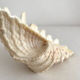 Old natural shell holy water font with empty pocket