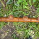 Portemanteau rustique en bois tourné à l'imitation du bambou 1900 4 patères