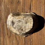 Oval beige petrified wood bowl 24x19 - 3781