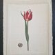 La Roche Laffitte (Born in 1943) - Watercolour drawing on silk - Tulip
