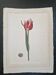 La Roche Laffitte (Born in 1943) - Watercolour drawing on silk - Tulip