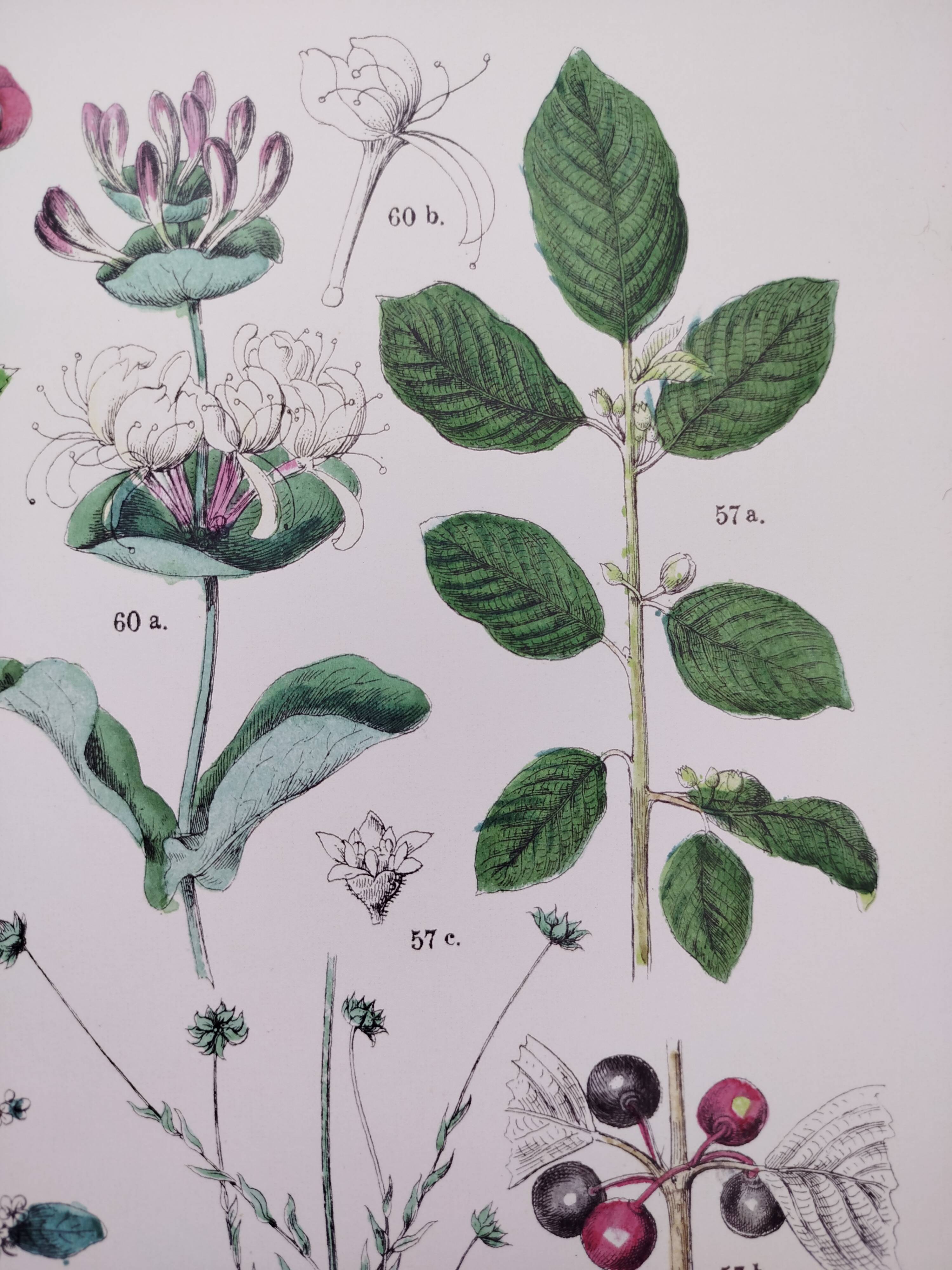Plant poster based on an 1881 engraving "water chestnut"