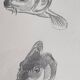 Original drawing by Marcel Bourgeois 1958 – Leather carp study – 25x33 cm
