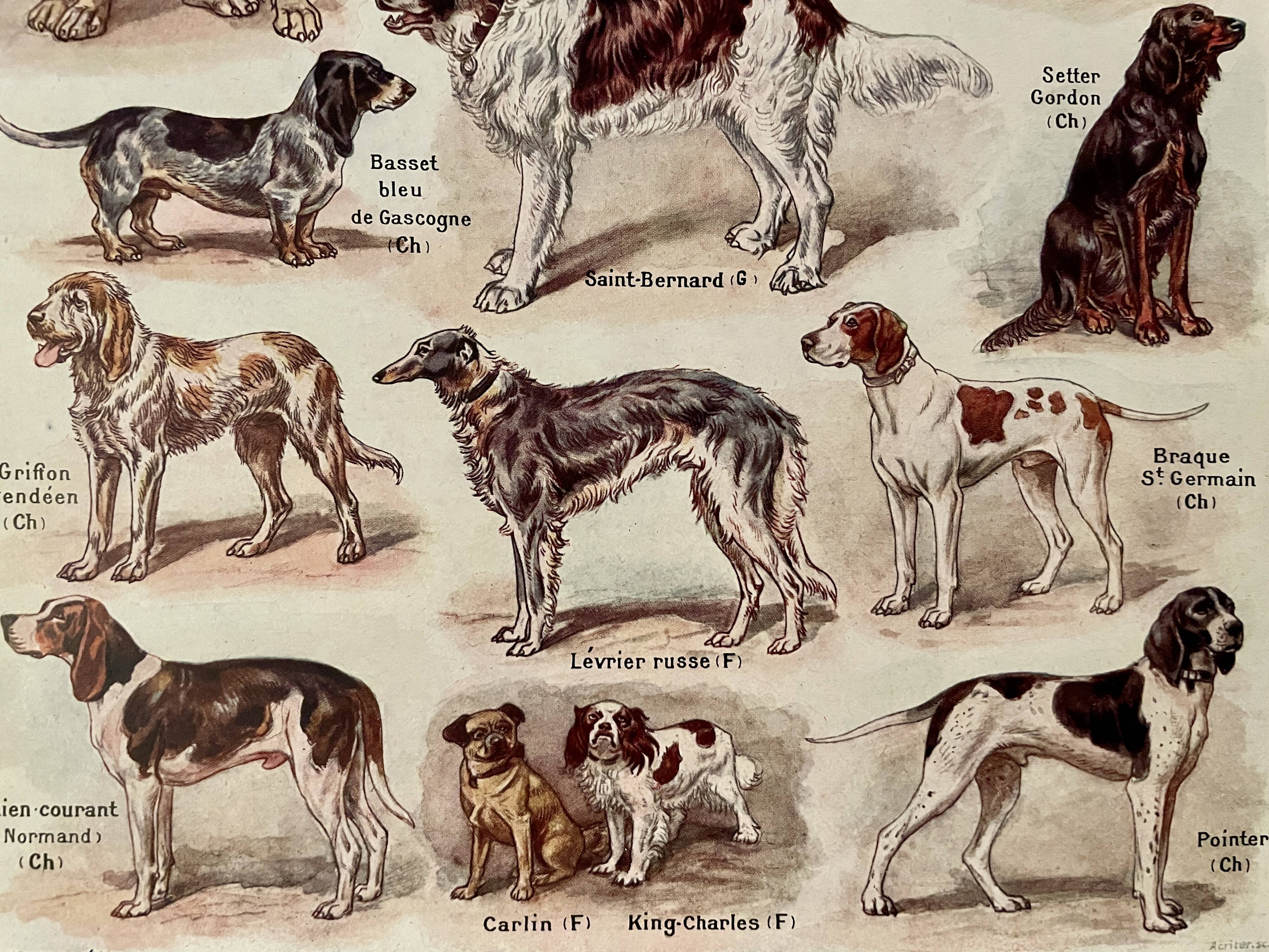 Lithographie sur les chiens - 1920