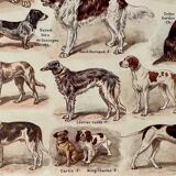 Lithograph on dogs - 1920