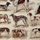 Lithograph on dogs - 1920