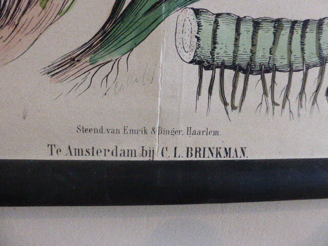 Botanical board numero XLVIII