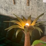 Lamp palm wood and rope