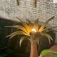 Lamp palm wood and rope