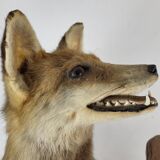 Stuffed Taxidermy Fox Stuffed
