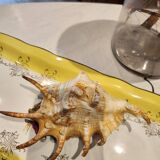 Conch shell