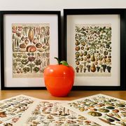 Lithograph of fruits - 1900