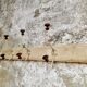 Antique wall coat rack 120 cm French