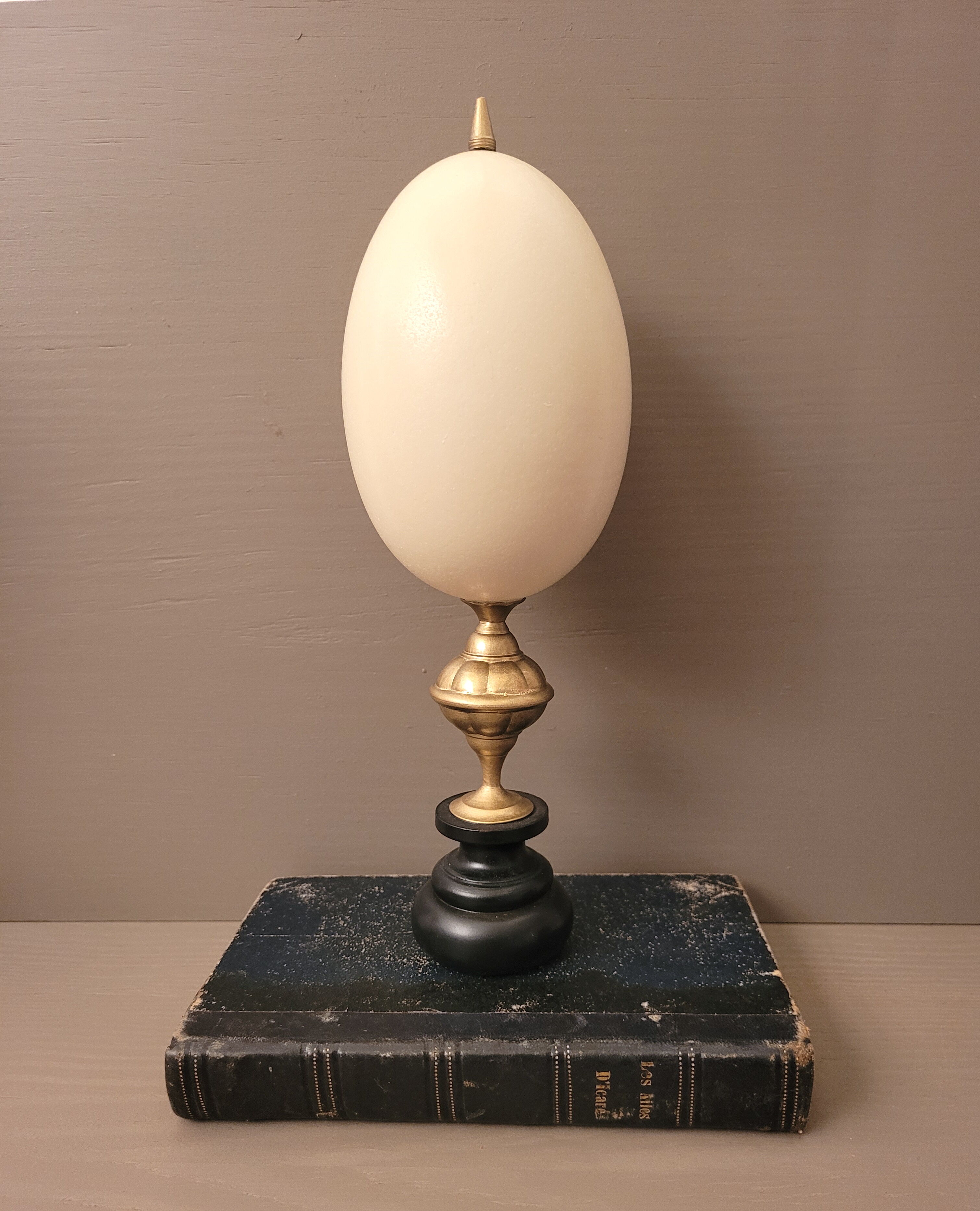 Oeuf de nandou cabinet de curiosité