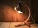 "Organic" Desk Lamp Cognac Italian Vegetable Leather & Aluminium