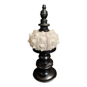 Cabinet of Curiosities sea urchin phyllacanthus imperialis on base