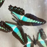 Cadre papillons