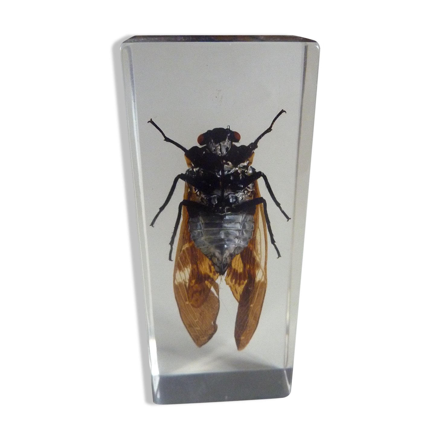 Inclusion  insectes, cabinet de curiosité