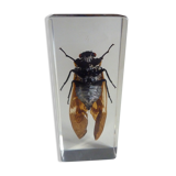 Including insects, cabinet of curiosity