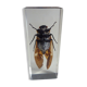 Inclusion  insectes, cabinet de curiosité