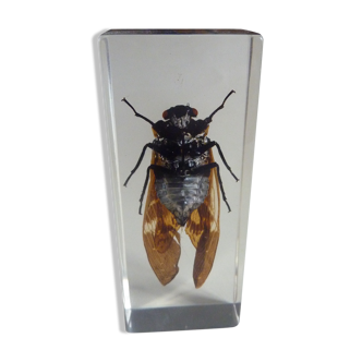 Including insects, cabinet of curiosity